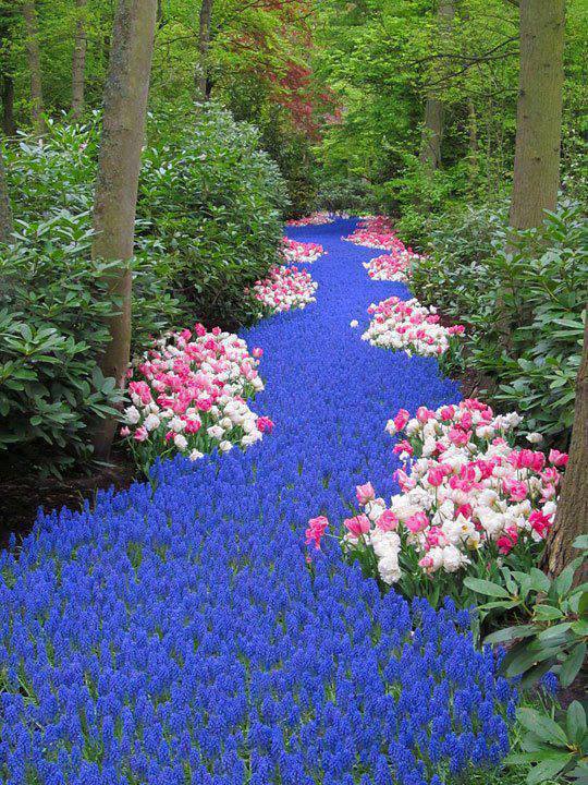 Holland. River of Flowers, Keukenhof
